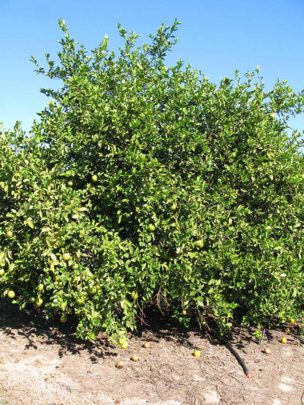              Habit (Winter Haven, FL)       